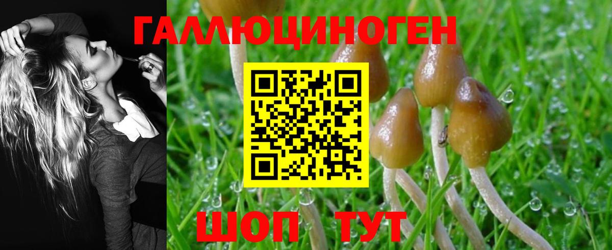 Псилоцибиновые грибы Psilocybe Шарыпово